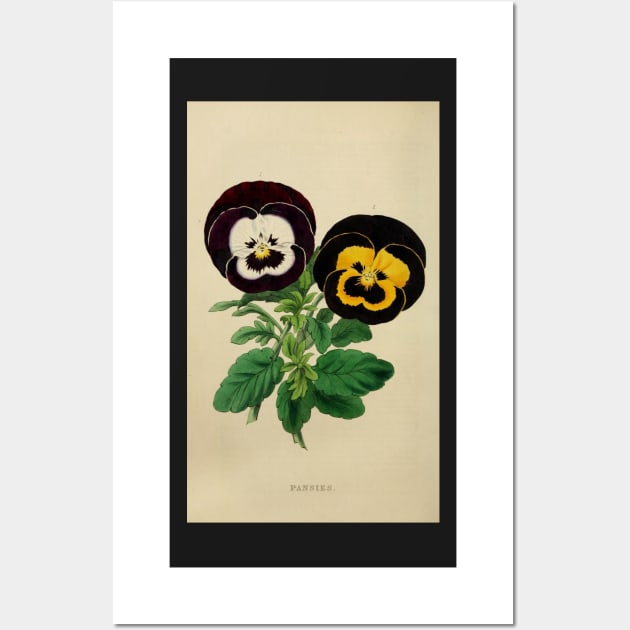 Pansies Wall Art by Donkeh23